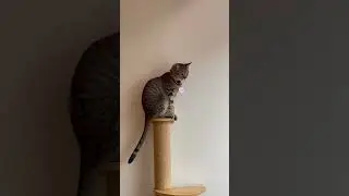 7 months old female CAT