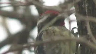 Snow Day Backyard Yellow-bellied Sapsucker, 1/17/26.