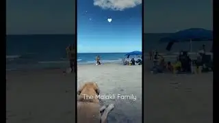 Malakli&rsquo;s enjoying the beach🏝 #dog #millionaire #shorts #luxury #beautiful #malaklı #explore #reels