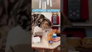 oatmeal yummy #cutecat #funnycats #cat #cats #catlover #kittycat #kitty #pets #pet#petslover#shorts