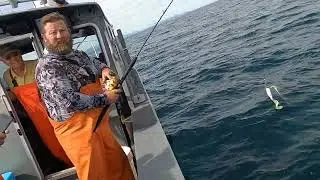2,000 Pound Ocean Sunfish in Alaska