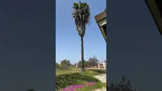Old palm tree