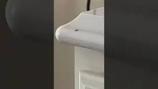 I hate ants 🐜 ￼