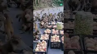 Monkeys Eating Apples 🍎