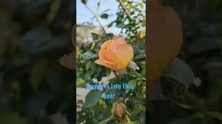 Amazing grace rose, Meredith rose and golden opportunity rose are early bloomers in garden