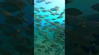 Spettacolo nel Mar Ligure: scuola di salpe #sea #italy