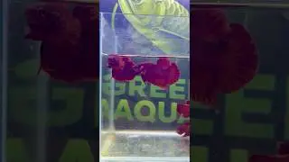 New  farm buddies | Hmpk Super red #betta #fishkeepinghobby #bettafish #red #satisfying #relatable