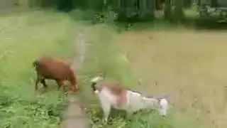 Highlight 4:27 - 9:27 from दोस्तों आओ मेरे साथ भेड़ बकरियां चराते हैं 🐑🐏🐐
