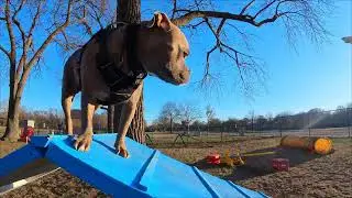 Shadow doing his thing at the doggie park.🐾 #dogs #dogsofyoutube 