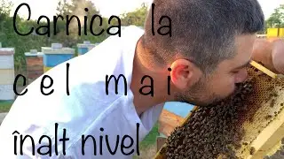Transvazarea de la o linie de Carnica foarte blanda si un comportament pe rame deosebit.