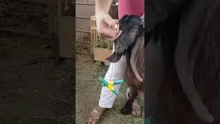 افضل طريقه لقص القرن للماعز والاغنام والماشيه