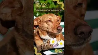 Protecting Your Pet from the Sun: Preventing Sunburn and Skin Damage