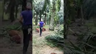 Loding buah SAWIT |Malaysia