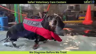 Safari Veterinary Care Centers in South Texas provides compassionate care for your pets #safarivet