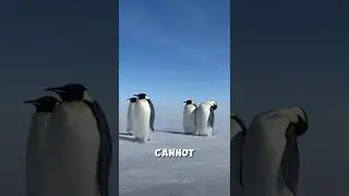 How Penguins survive in Antarctica 🐧 #shorts