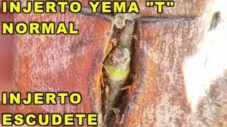 INJERTO DE YEMA EN 
