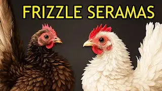 Frizzle Seramas Explained | My Chickens | My Seramas | Tiny Chickens