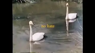 no hate