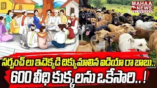 ఇదెక్కడి దిక్కుమాలిన ఐడియా రా బాబు.. ! | Sarpanch Brutally K*illed Street Dogs | Mahaa Telangana
