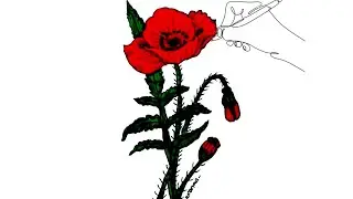 How to Draw Poppy flower : Easy  Tutorial Step by step video