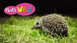 What do Hedgehogs sound like? | That's Wild