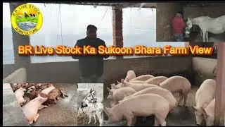#BR Live Stock Ka Sukoon Bhara Farm View 🐖🐷 🐕🐕 🐴🐎#