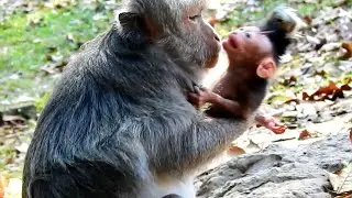 What Happened? Now Bad Mum Jade Super Fights Baby Jayden So Pity Baby Loudly Cries