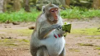 Just Fat Or Pregnant? Monkey Look Huge Then Other Monkey