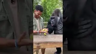 nGorilla Elated by The Fruit Magic Trick