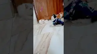 কাইল্লা গাঙ্গের সভাপতি💕💕 #catshorts​#cute​ #catvideos​ #shorts #shortsfeed
