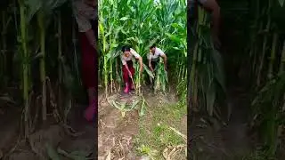 Agriculture Farming #agriculturefarming #agriculturetechnology #agriculuturemachine #tools #agritech
