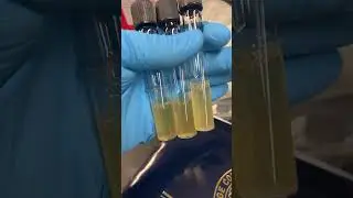 If you look closely you can see the specimen growth #bacteria #microscopic #science #ecoli #micro