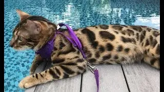 How far can a Bengal Cat jump?