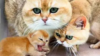 Мама кошка Кира злиться когда папы котят долго нет рядом с котятами.