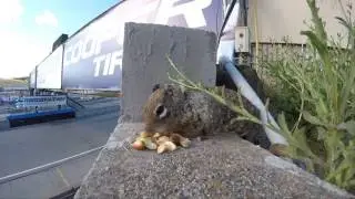 Ground Squirrel Burrow Timelapse