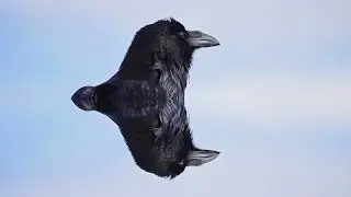 Jared Marston  - Flying Bird (St Collins & Jared Marston Mix)