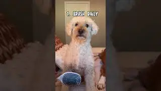 Dog Grooming Tips for Grooming at Home