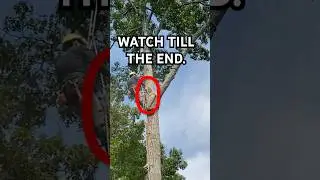 Professional _Arborist in Action: Dangerous Tree Cutting 🌳🪓 #Arborist  #Chainsaw #TreeRemoval