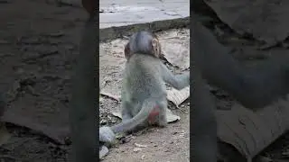 061236 #monkey #wildprimatechannel #animals #primatelove #cute #primateworld #nature #primate