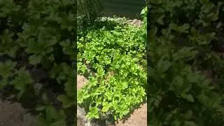Using Pachysandra for ground cover and erosion control.
