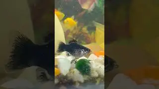 Subscriber ka popat ho gaya #fish #aquarium #mollyfish #pets #mollyfish #fishtank #petsvlog #guppy