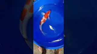 Kohaku 50+ arriving soon! #india #koi #freshwaterfish #koifish #aquariumfish #nishikigoi #coyfish