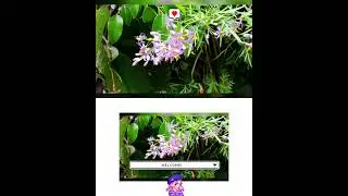 Solanum seaforthianum Andrews flower plant name #youtubeshorts #solanumflower #flowergarden