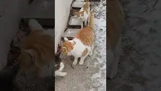 Cold cats come running out! #shorts