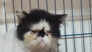 Alternatif pengobatan kucing Flu Berat #shorts #kucing #kucingsakit