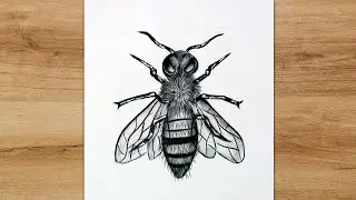 How to Draw a Realistic Fly step by step | Pencil Drawing