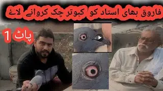 ustad Tanveer tuti shah shahgard kabooter  chak karvana ayi