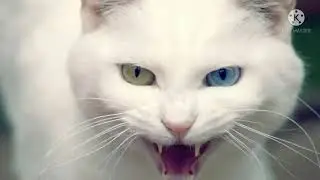 বিড়ালের ডাক মিউ
