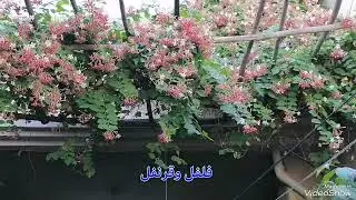 الياسمين الاحمر متسلق مزهر عطر شجرة تحسبها من الجنة سبحان الله تابع وصلى على النبي