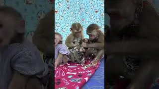 monkey baby bob is too satisfied with the love of Sam boy & asher #shorts